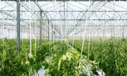 Du bioCO2 pour les serres bretonnes gr&acirc;ce &agrave; la m&eacute;thanisation agricole