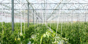 Du bioCO2 pour les serres bretonnes gr&acirc;ce &agrave; la m&eacute;thanisation agricole