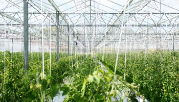 Du bioCO2 pour les serres bretonnes gr&acirc;ce &agrave; la m&eacute;thanisation agricole