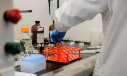 Au Québec, ces plantes envahissantes deviennent une ressource pour la méthanisation