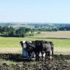Avec cette aide de 15 000 &euro;, le Lot-et-Garonne veut acc&eacute;l&eacute;rer la m&eacute;thanisation agricole