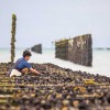 Au Mont Saint-Michel, les moules servent à produire du biométhane