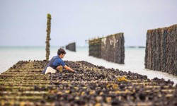 Au Mont Saint-Michel, les moules servent à produire du biométhane