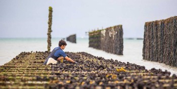 Au Mont Saint-Michel, les moules servent &agrave; produire du biom&eacute;thane