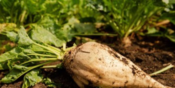 TotalEnergies va produire du biogaz avec de la pulpe de betterave