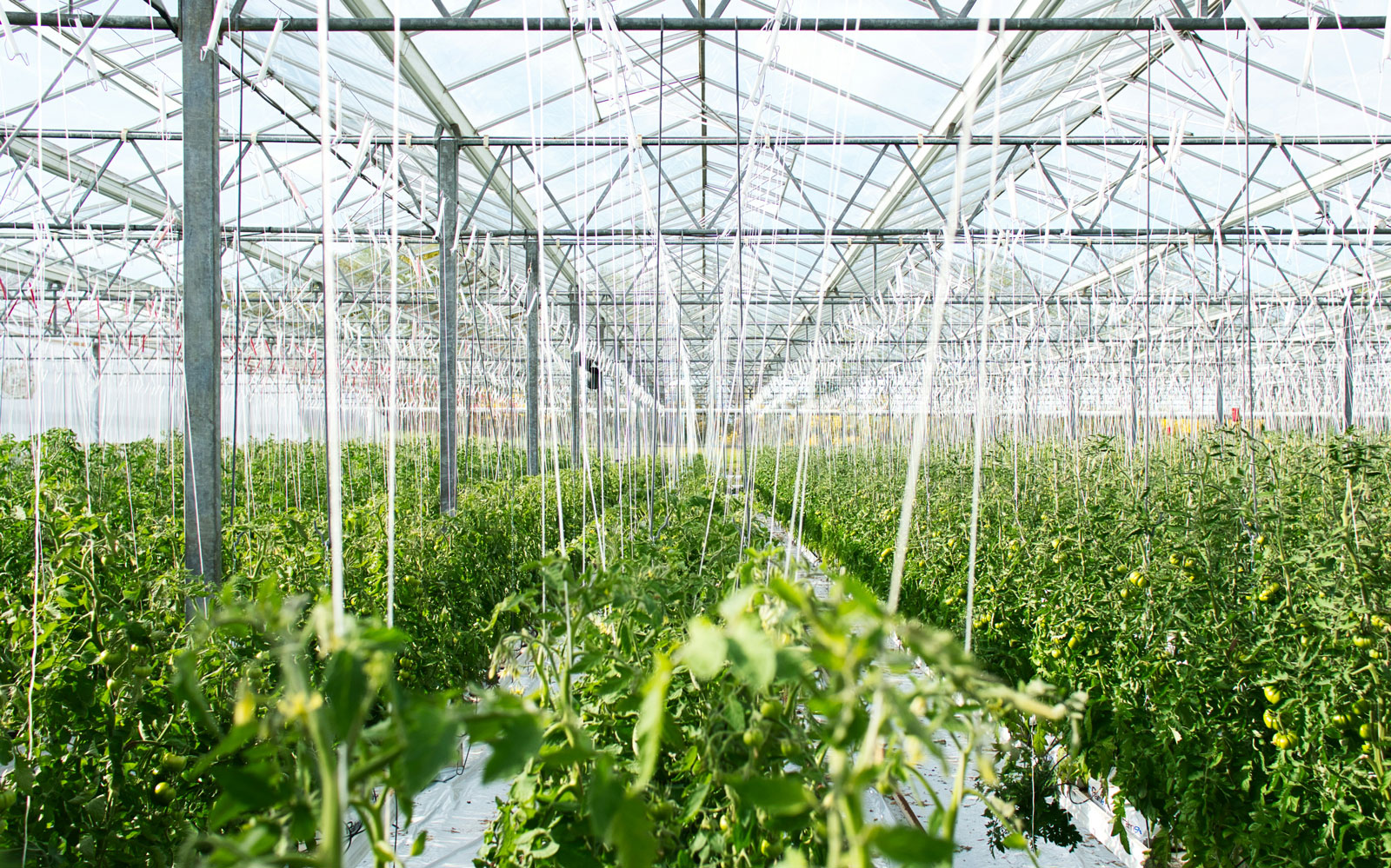 Du bioCO2 pour les serres bretonnes gr&acirc;ce &agrave; la m&eacute;thanisation agricole