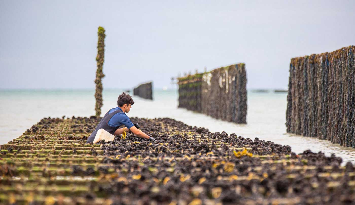 Au Mont Saint-Michel, les moules servent à produire du biométhane