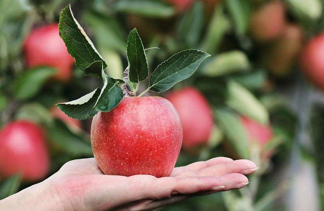 Un parfum de pomme dans le GNV français ?